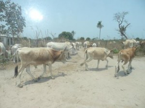 In Gambia loopt het vee  los